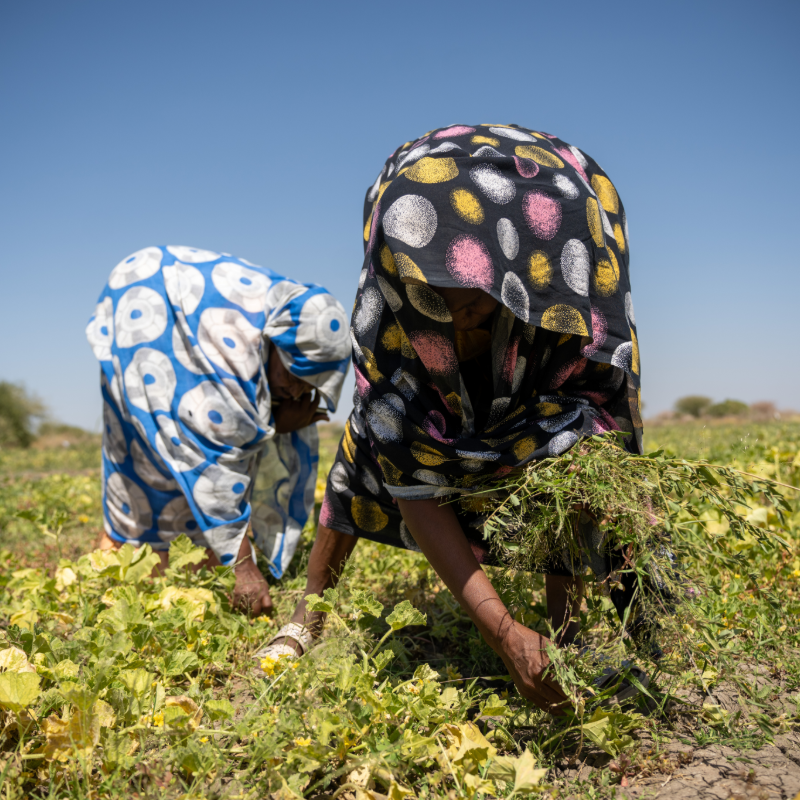 NRC_EAY's tweet photo. We are helping farmers in #WhiteNile, #Sudan, improve their skills, access seeds &amp; tools to grow more food.
In 2026, we trained 775 people from Rabak, White Nile &amp; 750+ received farming support.
“We learned new ways of farming &amp; our harvest improved.” - Fatima.
Thanks to @Sida. https://t.co/fJR3Lx4Cy2