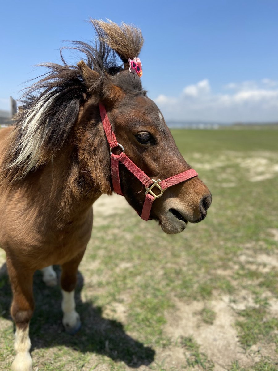 MiniHorseMKMK's tweet photo. 【訃報】

昨日の朝、メケが亡くなりました。

14日の午前中から体調に異変があり、獣医師の診察・治療を受けていましたが、その後、貧血の症状が強くなり、検査の結果、腹腔内で出血していることが分かりました。

すぐに社台ホースクリニックへ搬送し、治療を続けていただきましたが、15日朝6時半ごろ、息を引き取りました。

これまでメケを可愛がってくださった皆さま、会いに来てくださった皆さま、そしていつも応援してくださった皆さま、本当にありがとうございました。

メケを偲んでいただけるよう、献花台を設置しました。
献花台のある場所は、普段はサポーターさんのみ入ることのできるエリアですが、今月いっぱいは一般の方にも入っていただけるようにしています。

なお、メケの経過や治療に関する詳しい内容について、個別のメッセージやお問い合わせへの対応は控えさせていただきます。
ご理解いただけますと幸いです。

#ミニチュアホース
#馬
#ポニー
#おひさま牧場