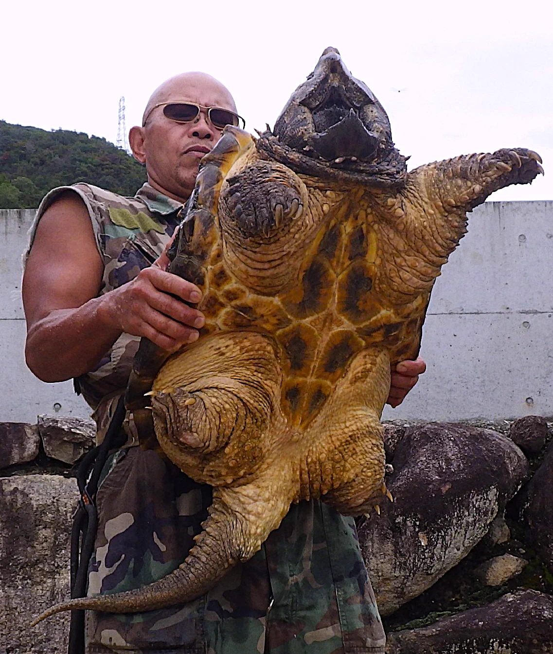 ワニガメ 生態 研究 所
