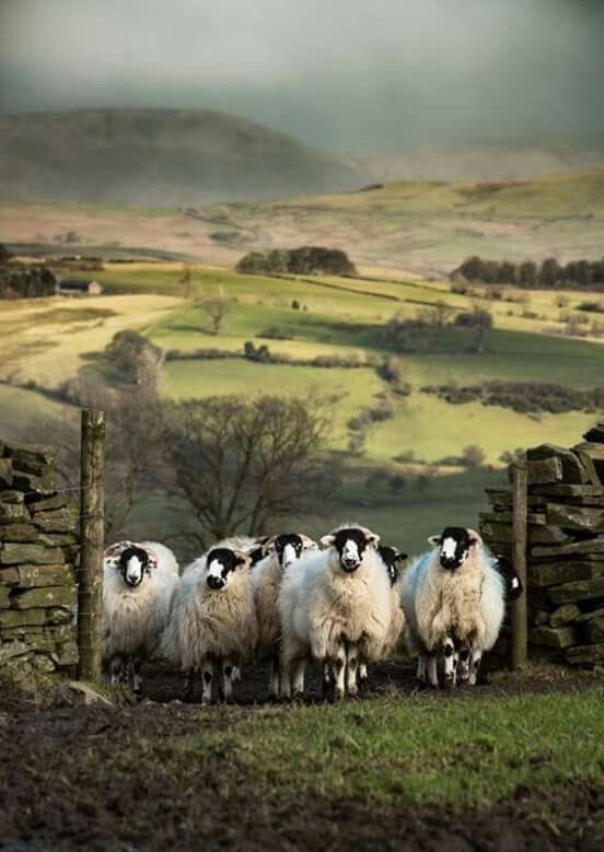 helen_warlow's tweet photo. Good Morning from me and this small flock!  ( Cumbria) 
Amy Bateman award winning photographer.  
@helen_warlow https://t.co/0rGgcLktcS