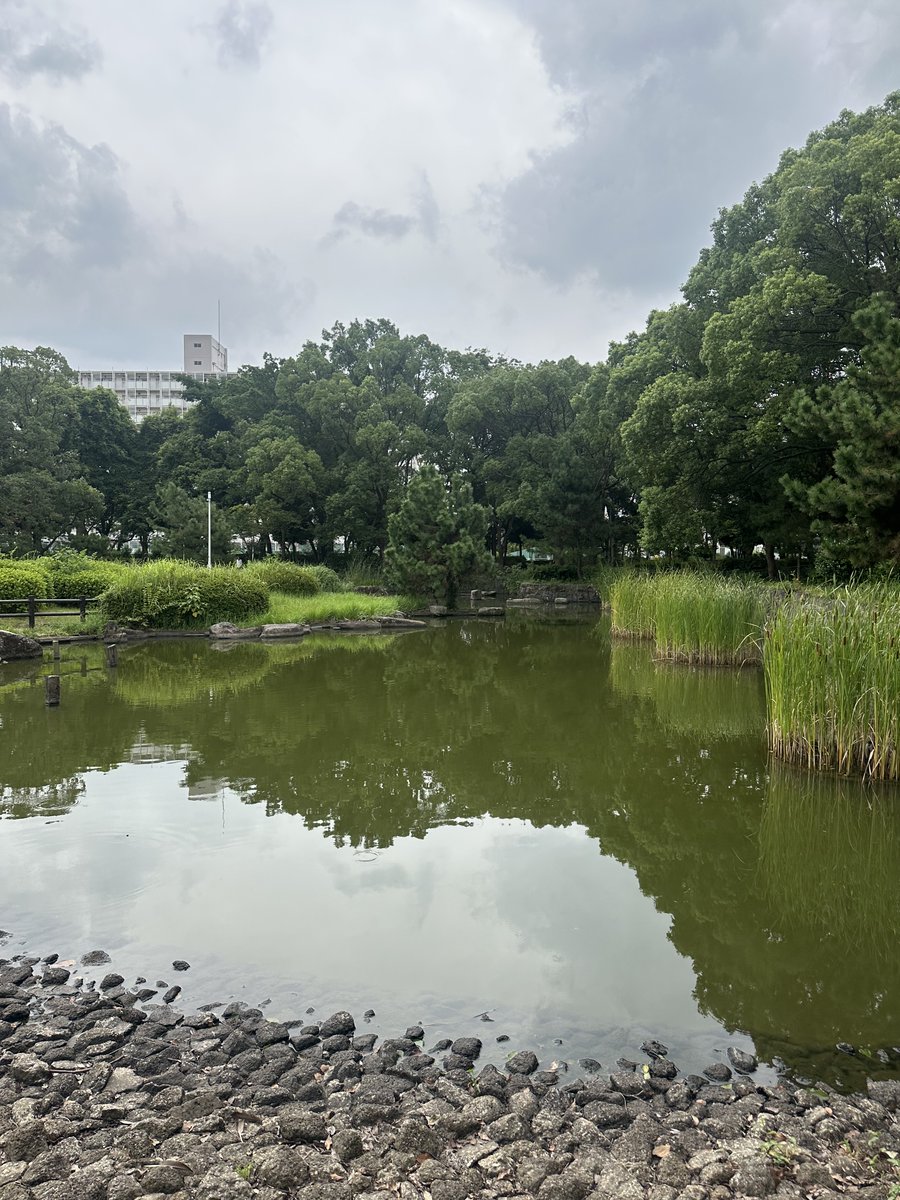 gyouda_p's tweet photo. 雨の日が続いていますね。
行田公園＜西側＞は、水生植物を配した日本庭園や、夏期に涼しげな流れを楽しむことのできるカナールなどがあり、全体として静的なイメージの空間となっています。 
 #千葉県立 #行田公園 #船橋市 https://t.co/2EHcIN9XJu