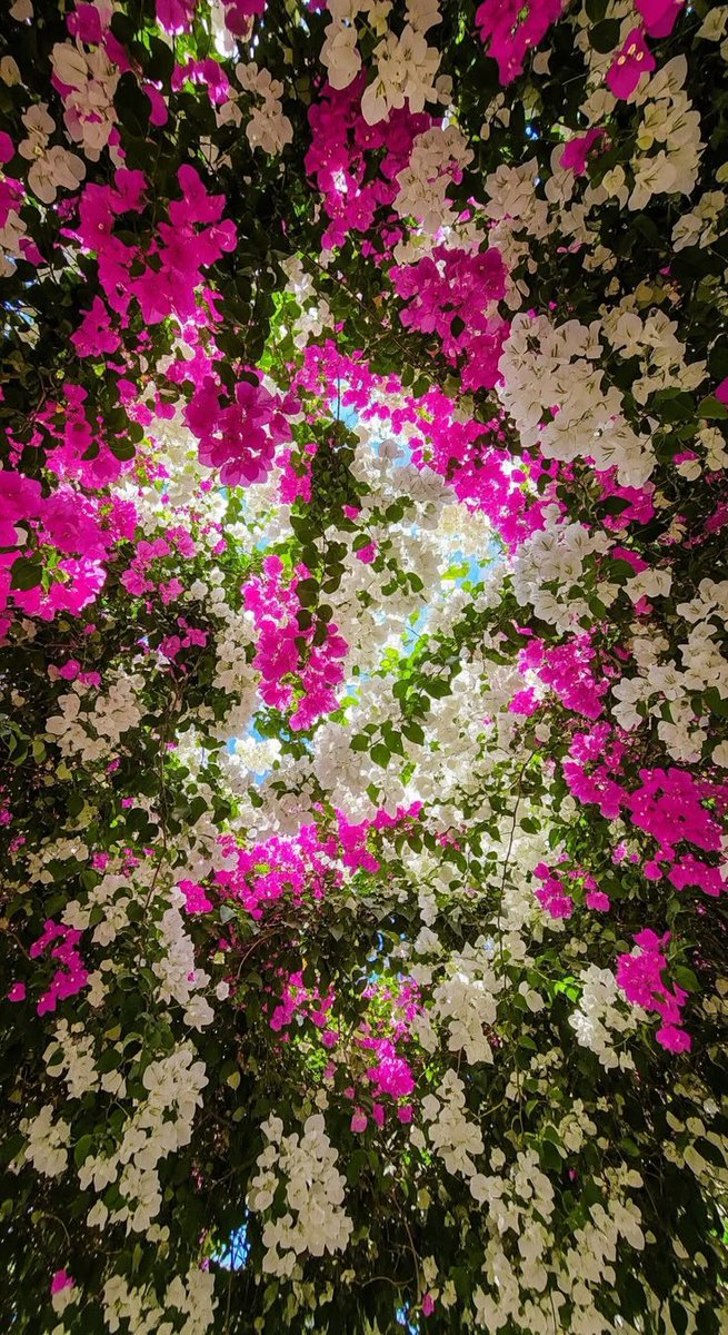 FLOWERS3700 tweet picture