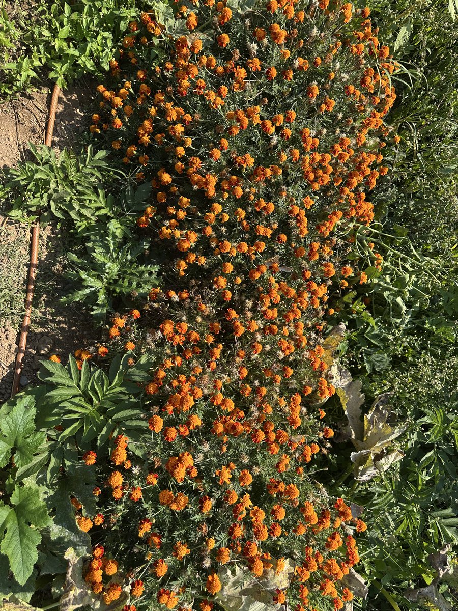 KurtogluKagan's tweet photo. İlaçsiz sebze meyve olmaz diyenlere Kırklareli eşrafının “Kadifeçiçeği” olarak adlandırdığı büceksavar bir çözüm.
Bahçenizin kenarına veya  domates, biber, salatalık vb gibi bitkilerin arasına Kadifeçiçeği de dikerseniz haşeralardan ilaçsız kurtulursunuz. https://t.co/QOg6drnPQc