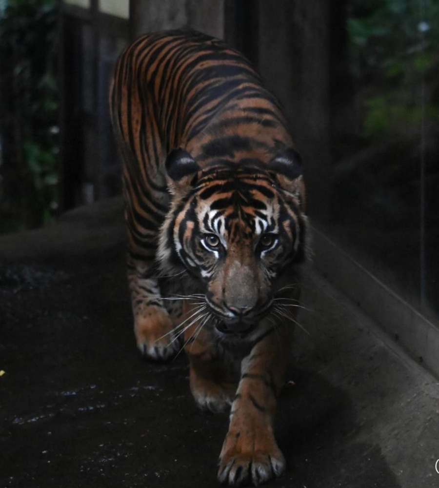 fashionpressnet's tweet photo. 上野動物園「秋の夜のどうぶつえん」夜に見せる動物たちの姿、両生類＆爬虫類の観察も - https://t.co/SxRy3V2tpP https://t.co/IGxRVJcHDZ