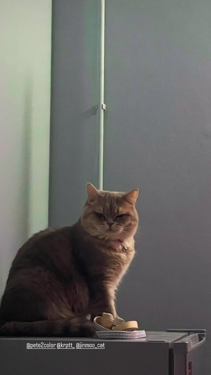 TutorTogetherTH's tweet photo. 🐱

#TutorKrp 
#MyPlaneTT 
#JinmooPlaneTT
📷 ɪɢꜱ : krptt _
🗓️ : ꜱᴇᴘ 16, 2026 https://t.co/2na3mwJoRa