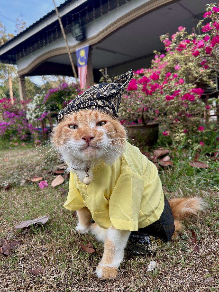 yemmeow's tweet photo. Selamat Hari Malaysia! 🇲🇾 https://t.co/Ugq5MeqaVF