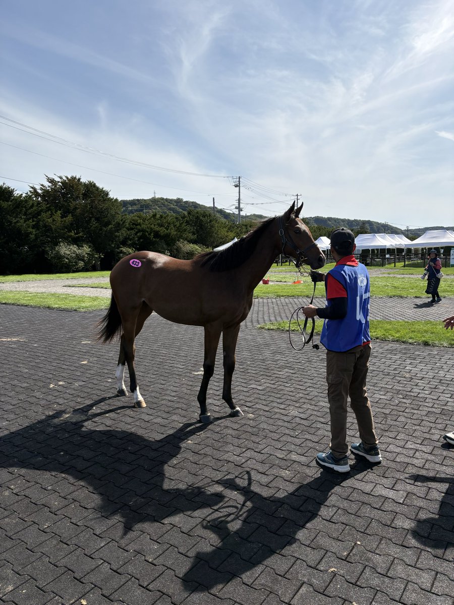 lagioconda1121's tweet photo. ベストウォーリアの牝馬を落札しました。
右前を外傷してたので、庇って歩いてたんですが、庇って歩いてても動きがいいのが見受けられたので、これは買いだなと。
これから良くなりそうな馬体で、本当に楽しみです。 https://t.co/CsPJyfwPnW