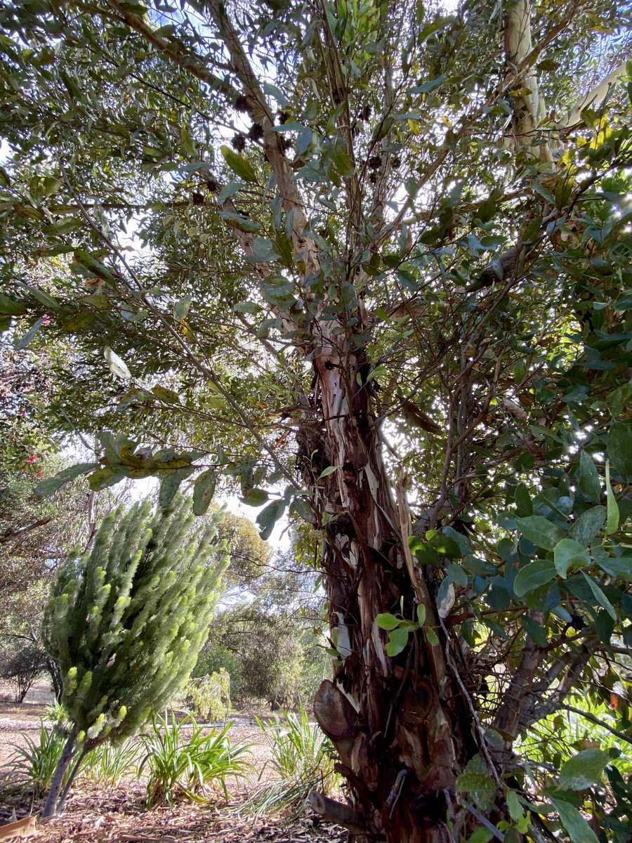 mitzyelliott's tweet photo. #dailytree https://t.co/fI6G19vEHR
