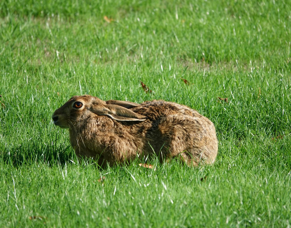 AdeysAlthorp's tweet photo. Chinese water deer and "Harold" hare on Althorp's front lawn this morning .
Conservation@althorp.com
#Spencerestates https://t.co/7EUWCn0whn