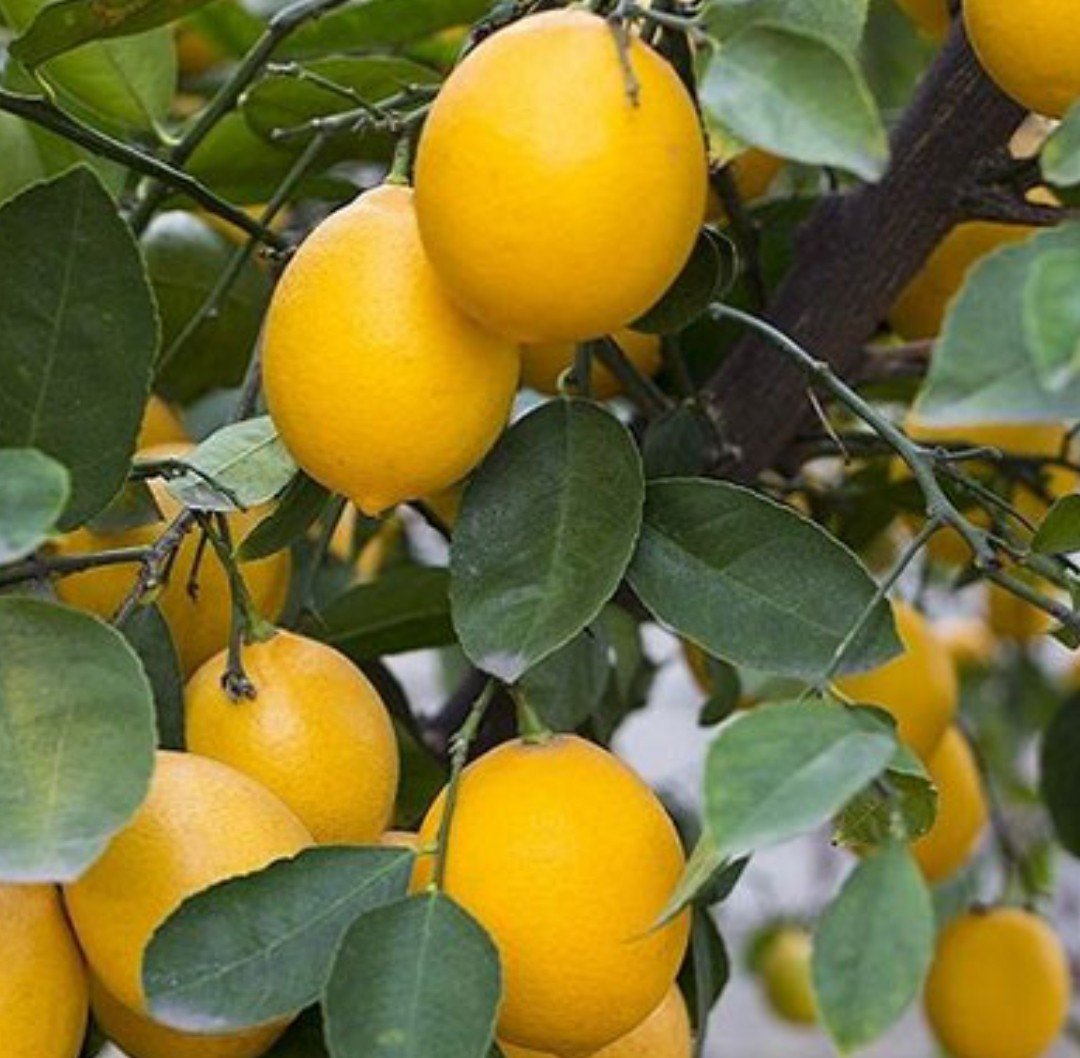 irfandonat's tweet photo. TARIM ANALİZ günü!
#Narenciye hasadı başladı
Ürün bol ama piyasa durgun
#Limon dalında 7-10 TL arasında alıcı bekliyor
#Mandalina ve #portakal için de görünüm benzer
Üretici yüksek maliyet ve düşük satış fiyatı arasında sıkışacak gibi duruyor
⏰️12.30'da @BloombergHT 📺 https://t.co/xlk1Np7O5r