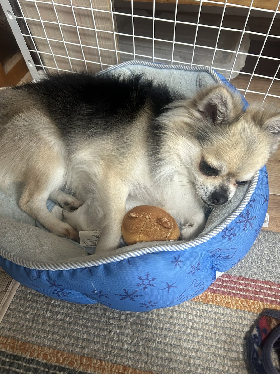 fgoac_Eclair's tweet photo. ハチワレーーー_(┐「ε:)_ https://t.co/JKcQ6tyRPU