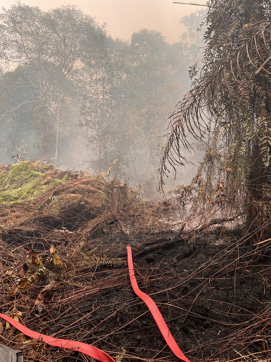 humaniesproject's tweet photo. Di tengah kondisi Kalimantan yang masih terbakar sampai hari ini, rasanya sulit untuk sekadar “mindful” dan berpura-pura semuanya baik-baik saja disaat masyarakat Kalimantan kesulitan bernapas karena menghirup asap.

AYO TETAP BERISIK TENTANG KARHUTLA KALIMANTAN ‼️🔥🌫️ https://t.co/NrjpuwNVGz