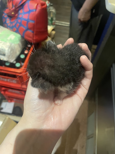 mayomayo74's tweet photo. ぱやぱや期の猫、ずっと見てられる https://t.co/YnYJDsIhF2