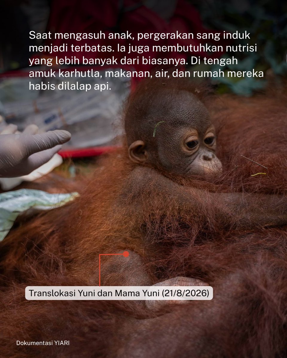 gardaanimalia's tweet photo. Sepanjang karhutla ini terjadi di Kalimantan Barat, sudah 18 individu orangutan diselamatkan. 

Sebanyak 12 di antaranya adalah induk dan anak. 

Enggak seperti remaja atau dewasa jantan yang pergerakannya lebih cepat, induk orangutan yang sedang mengasuh anak memiliki pergerakan yang lebih terbatas.