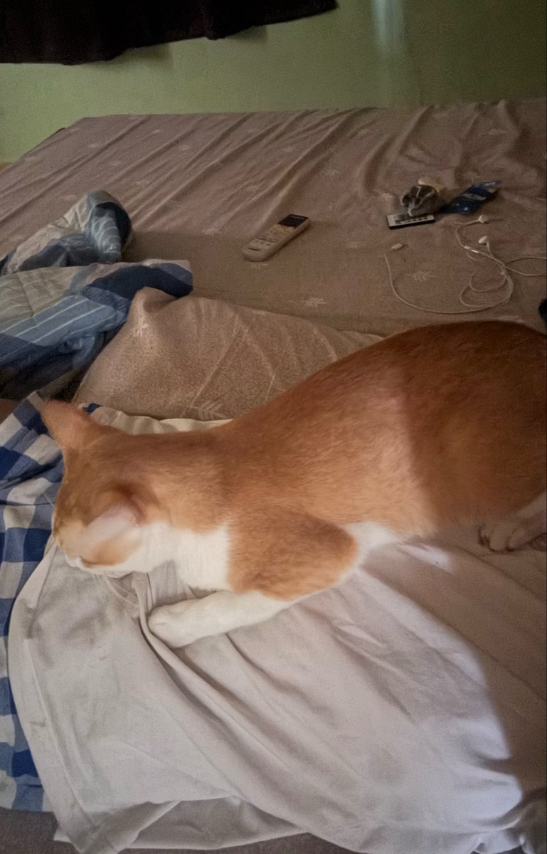 sris_teaa's tweet photo. And for my final alarm clock, I’ll have a 5kg bitch taking my breath away w his butt on my face 😸😸😸 https://t.co/4hmkQpMm8f