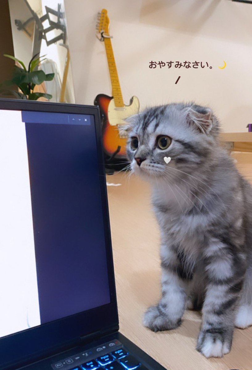annee_pp's tweet photo. Chieko and  felix 🐈‍⬛🐈
#Santapp's playmates 🥹🥹 https://t.co/8xmb7nwiz9