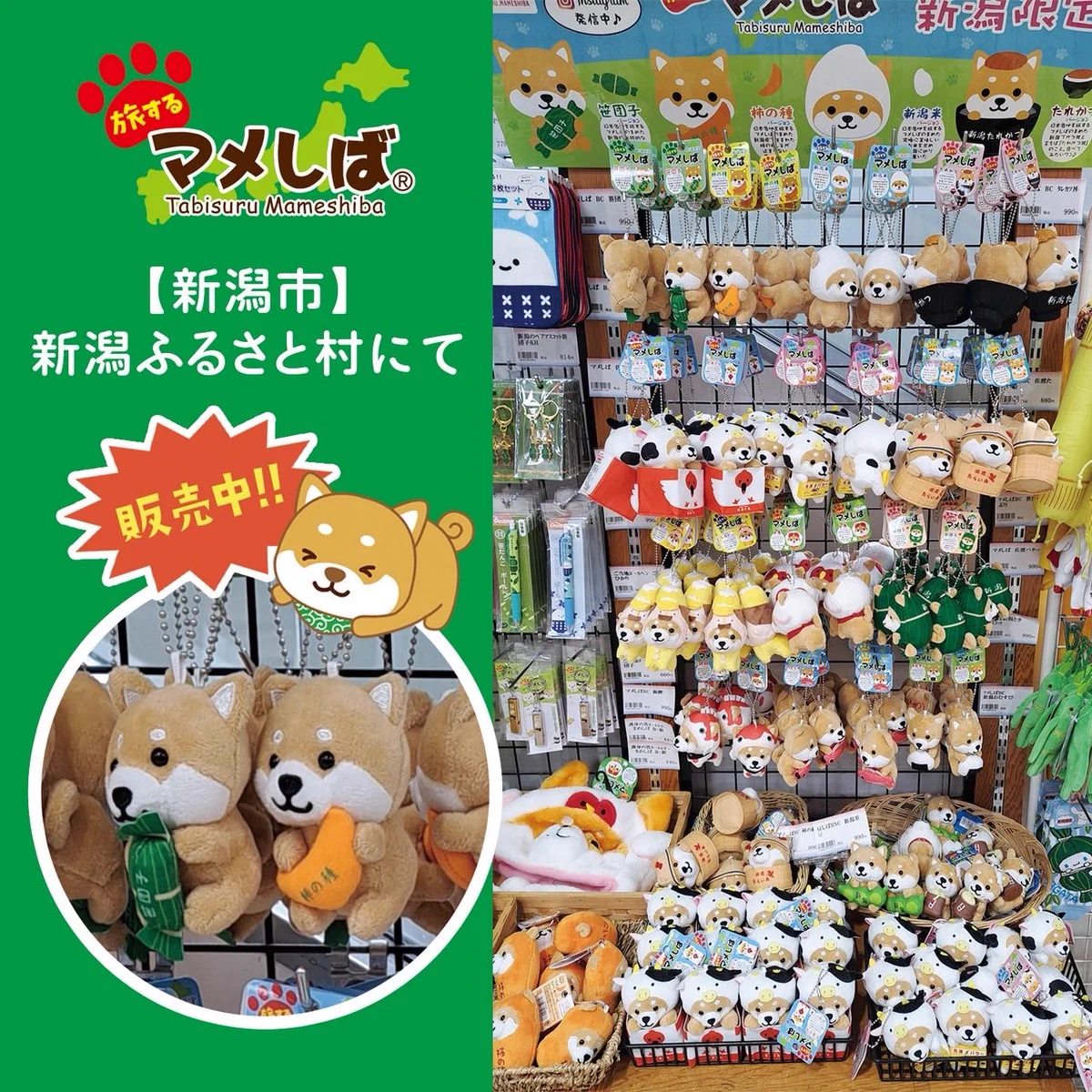 旅するマメしば on X: 