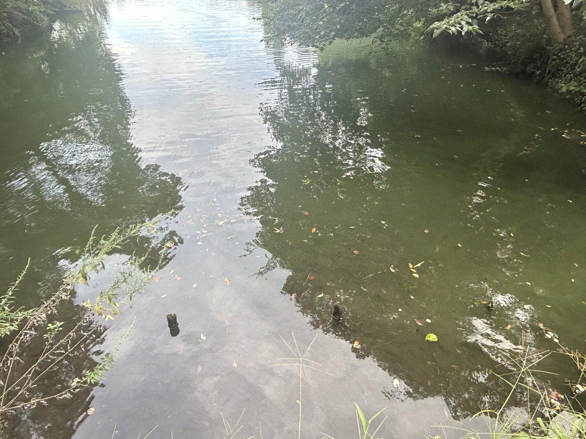 wonder____ry's tweet photo. 池の状態が良くなってきてる！濃い抹茶色だったのが底が見えるところが出てきている。

公園のあちこちで湧き水なのか、雨じゃなくても水が流れている。

なんなら、近隣の商業ビルの地下駐車場まで湧き水わいて濡れてる😇 https://t.co/V25JSIwOuV