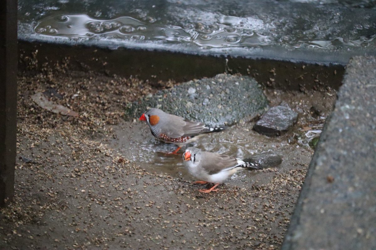 kbird_official's tweet photo. エサ台からこぼれたエサを啄むキンカチョウ🐦
そのエサは濡れちゃってるね😅

#キンカチョウ
#お食事中
#雨の日
#バードケージ
#キャンベルタウン野鳥の森 https://t.co/uS5f6EfKkW