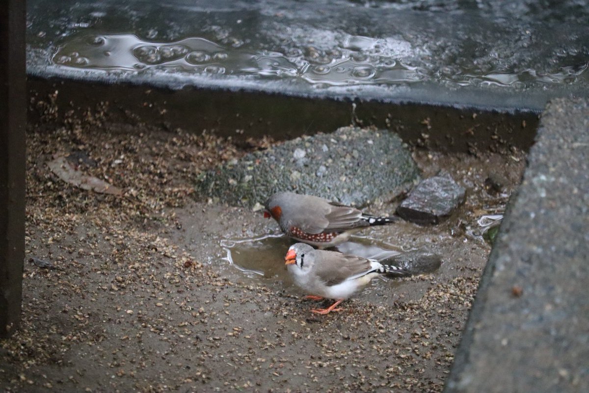 kbird_official's tweet photo. エサ台からこぼれたエサを啄むキンカチョウ🐦
そのエサは濡れちゃってるね😅

#キンカチョウ
#お食事中
#雨の日
#バードケージ
#キャンベルタウン野鳥の森 https://t.co/uS5f6EfKkW