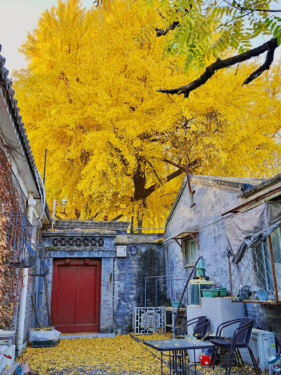 CloraTolve's tweet photo. [Join our photography club this Saturday! We’ll explore the city’s hidden lanes, capture warm fall vibes, and share tips for beginners. Sign up via our link to reserve your spot—don’t miss out!]， https://t.co/pCVcdwrgqS