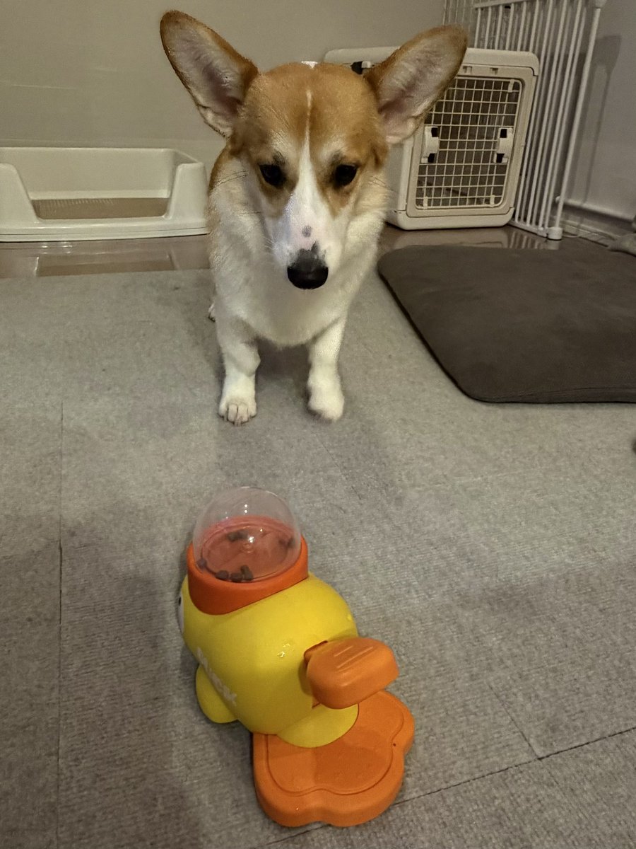 109corgi's tweet photo. なにこれ...

#なんか怪しい
#よくわかんない
#意地悪しないで！ https://t.co/16JRXKJPVl