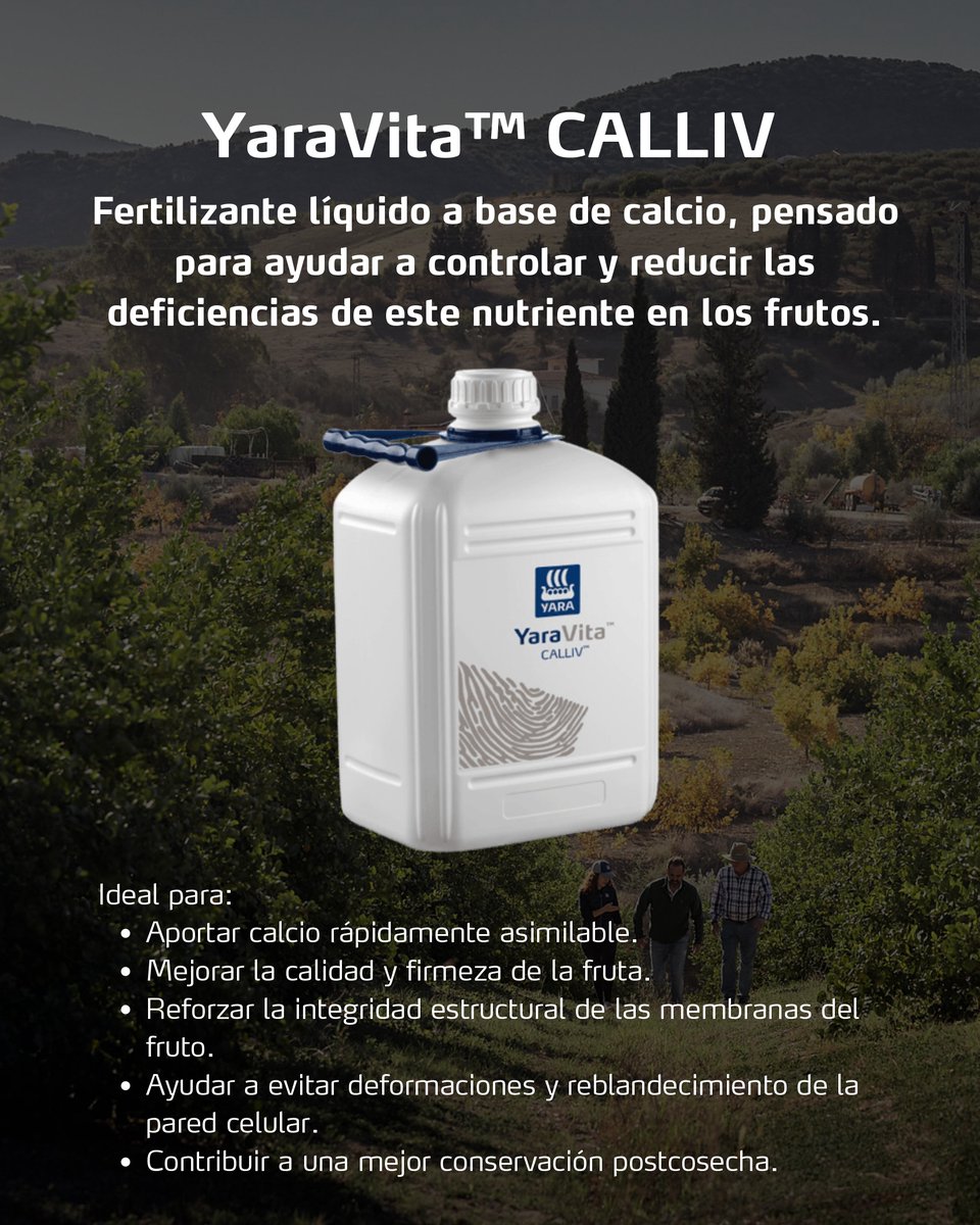 YaraIberian's tweet photo. 🍊 ¡Tus cítricos y caquis entran en una fase clave!

🚜 En este momento de maduración, una nutrición adecuada puede marcar la diferencia y ayudarte a alcanzar tus objetivos de cosecha, calidad y conservación.

Por eso, en función de lo que quieras conseguir, te recomendamos dos soluciones que pueden convertirse en grandes aliadas para tus cultivos:
✅ YaraVita™ CALLIV.
✅ YaraAmplix™ ACTISIL.

🌿 Porque cuidar cada fruto hasta el último momento es invertir en una cosecha de mayor calidad.

@yara @YaraEurope

#bioestimulantes_y_foliares
