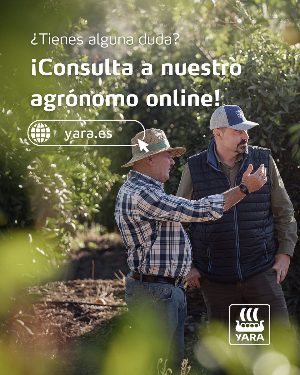 YaraIberian's tweet photo. 🍊 ¡Tus cítricos y caquis entran en una fase clave!

🚜 En este momento de maduración, una nutrición adecuada puede marcar la diferencia y ayudarte a alcanzar tus objetivos de cosecha, calidad y conservación.

Por eso, en función de lo que quieras conseguir, te recomendamos dos soluciones que pueden convertirse en grandes aliadas para tus cultivos:
✅ YaraVita™ CALLIV.
✅ YaraAmplix™ ACTISIL.

🌿 Porque cuidar cada fruto hasta el último momento es invertir en una cosecha de mayor calidad.

@yara @YaraEurope

#bioestimulantes_y_foliares