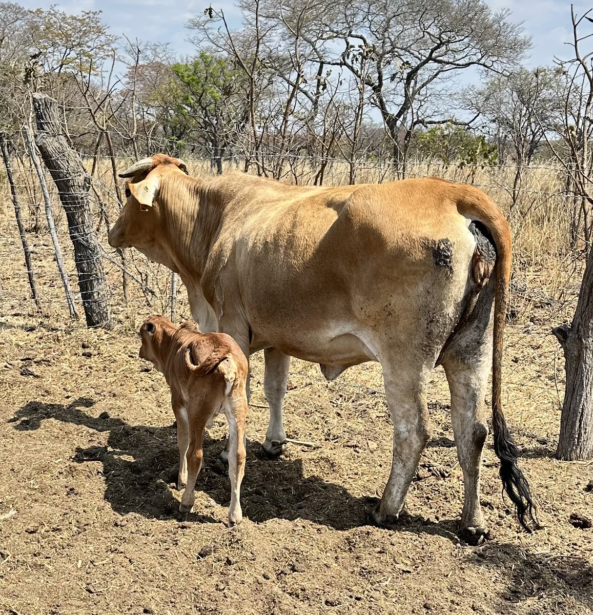 klipranch's tweet photo. New arrival, let the games begin #calving https://t.co/3c7nAsVbAj