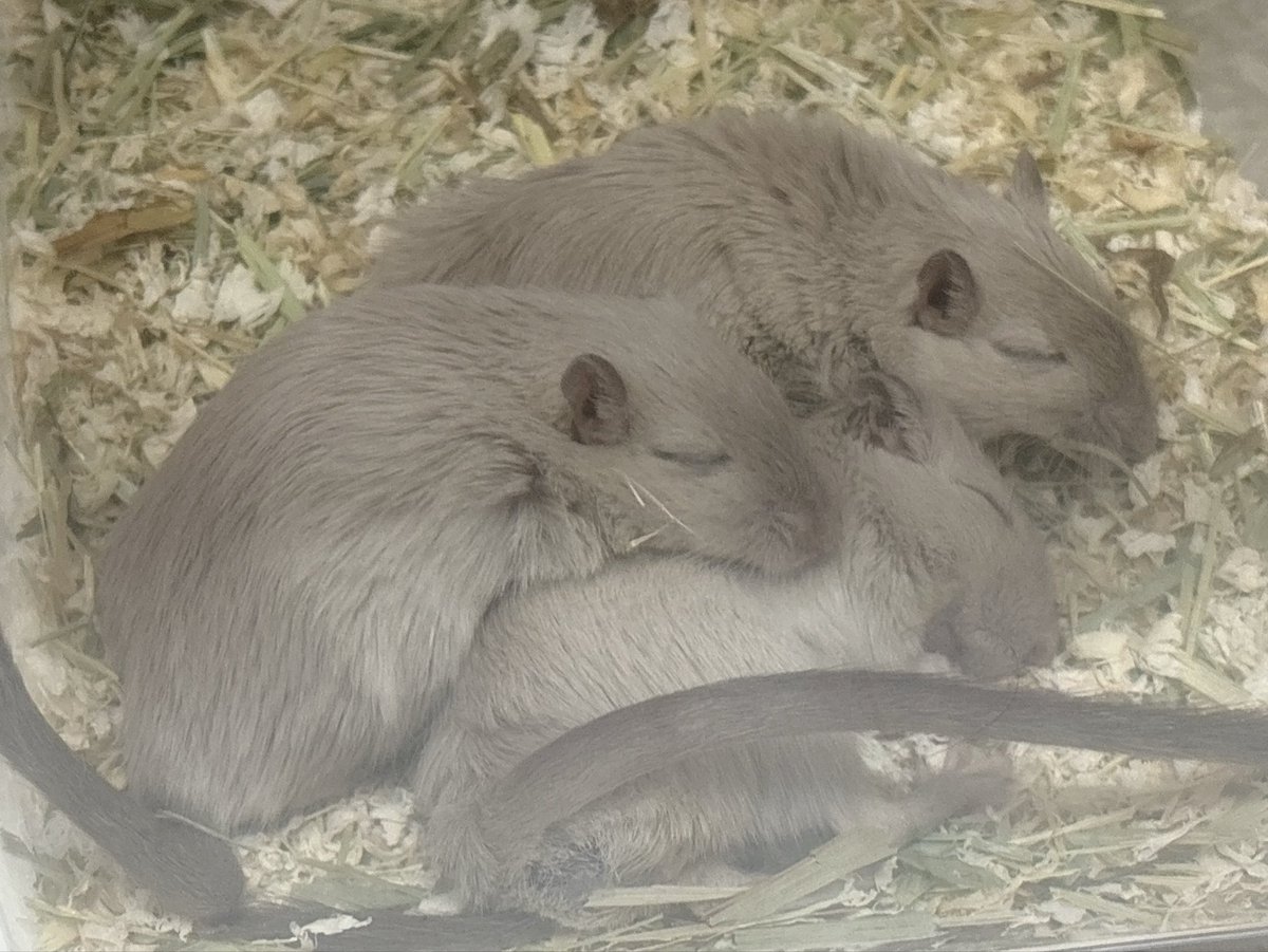 1423rat's tweet photo. ぐっすり(՞_  ̫ _՞)ᐝzzz

#ジャービル https://t.co/sIkeZUHdBW