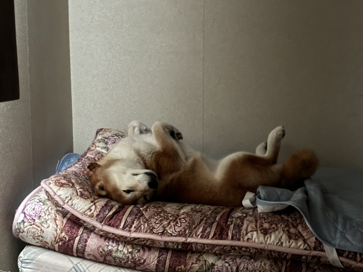 yume_201634's tweet photo. 朝、目が覚めて一番に目に入ってきた光景

#柴犬 #柴犬のいる生活 #犬のいる幸せ
#へそてん #まだ眠いなの #ゆめちゃん https://t.co/cS9XLXBYgT