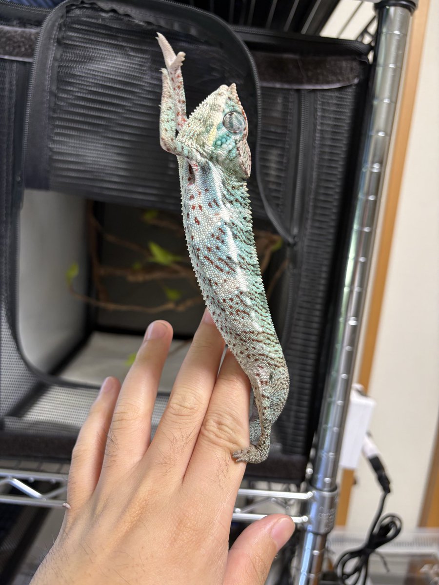 omei_replove's tweet photo. 最近アクアばかり上げてるので入水組ですかと言われるけども、爬虫類もそこそこ飼い続けてますよ〜
カメレオンなんて飼い始めてみたり。

全然慣れないけども。 https://t.co/y67yVLoU5G