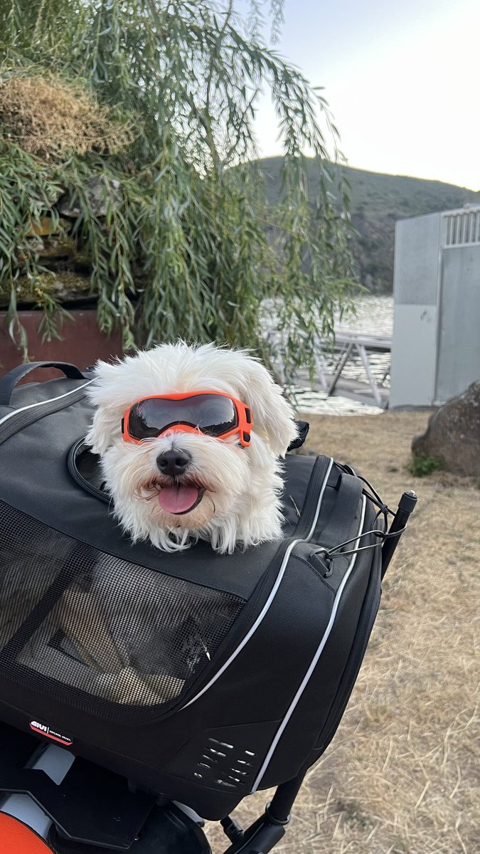 AnaVidatecnolog's tweet photo. @K9Finn Finn looks so handsome and ready for the beach! My dog Max sends his best barks from our camp. Have an amazing road trip, buddy! 🐾🌊 https://t.co/wwQq0TPA8N
