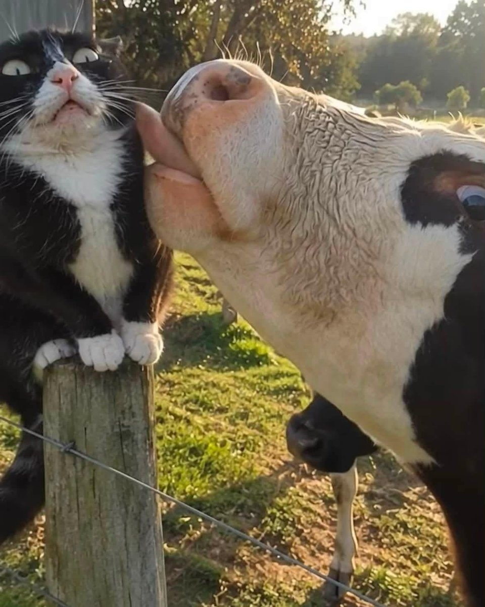 Cutecatpost's tweet photo. I shall fear no evil! https://t.co/r5DMSknv3e
