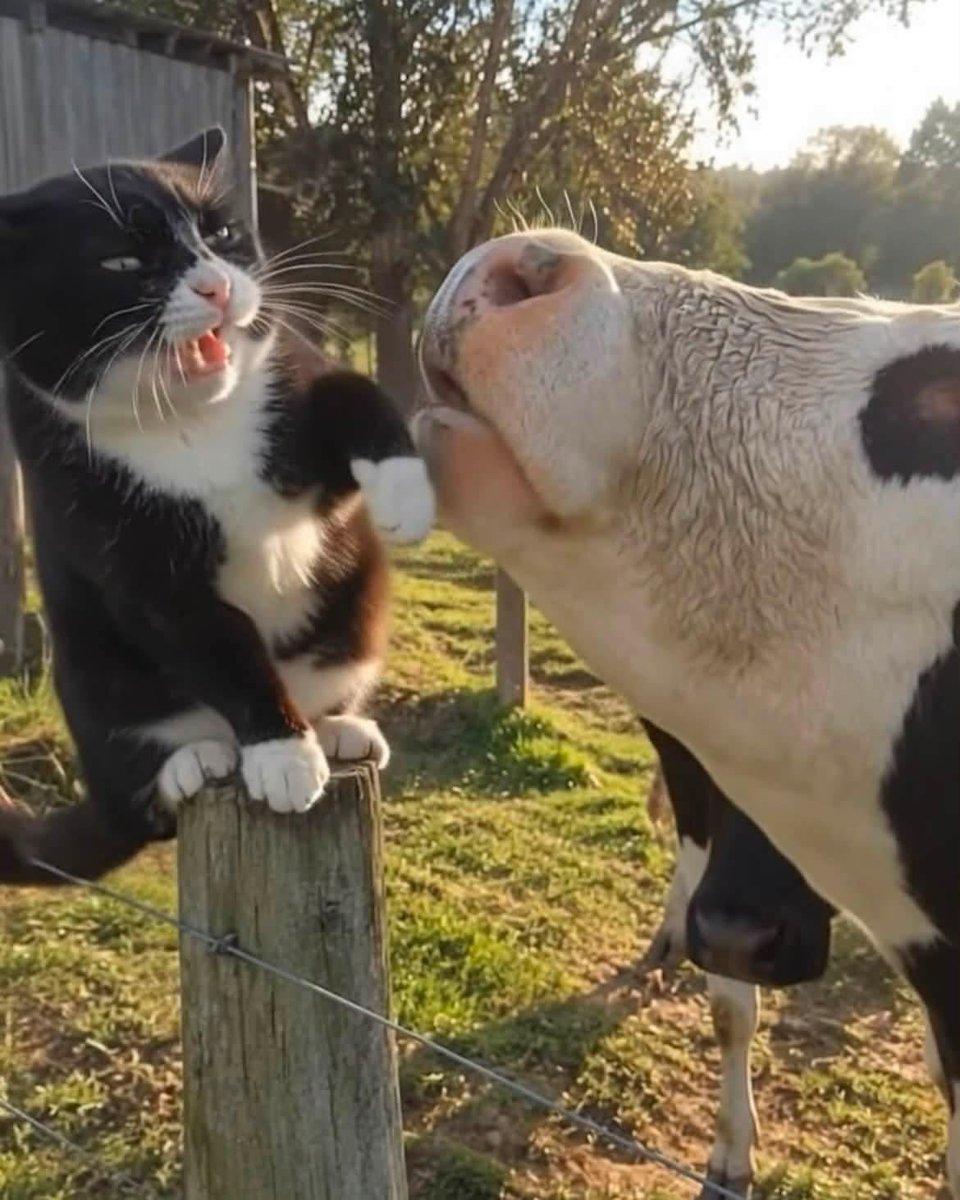 Cutecatpost's tweet photo. I shall fear no evil! https://t.co/r5DMSknv3e