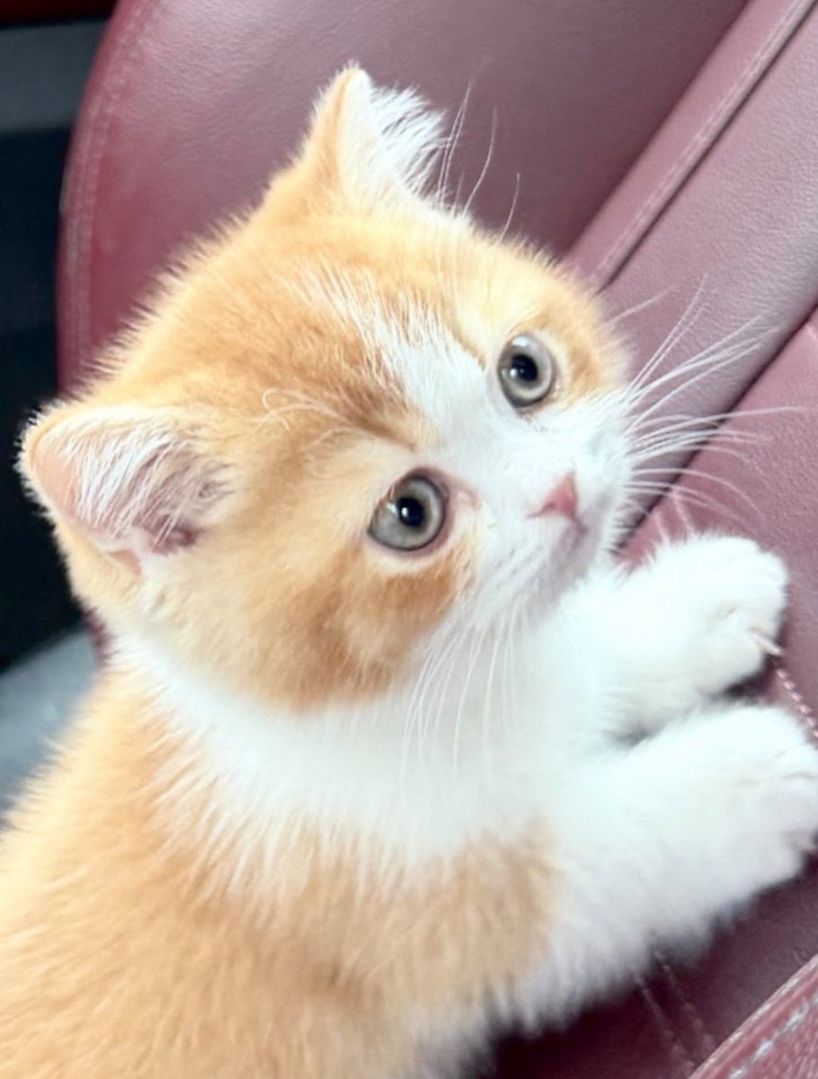 charee_ms's tweet photo. เหมือนกันเยยนินาา🐱🤏🏻

น่ารักมากกฮรือออ หลงหลาน🥺💘🥺💘🥺💘🥺💘🥺💘🥺💘🥺💘🥺💘🥺💘🥺💘🥺💘🥺💘🥺💘🥺💘🥺💘🥺💘🥺💘🥺💘🥺💘🥺💘🥺💘🥺💘🥺💘🥺💘🥺💘🥺💘🥺💘🥺💘🥺💘🥺💘🥺💘🥺💘🥺💘🥺💘🥺💘🥺💘🥺💘🥺💘🥺💘🥺💘
꒰ #Santapp | @Ppsanta  ꒱⭑.ᐟ https://t.co/3j3B9oej3G