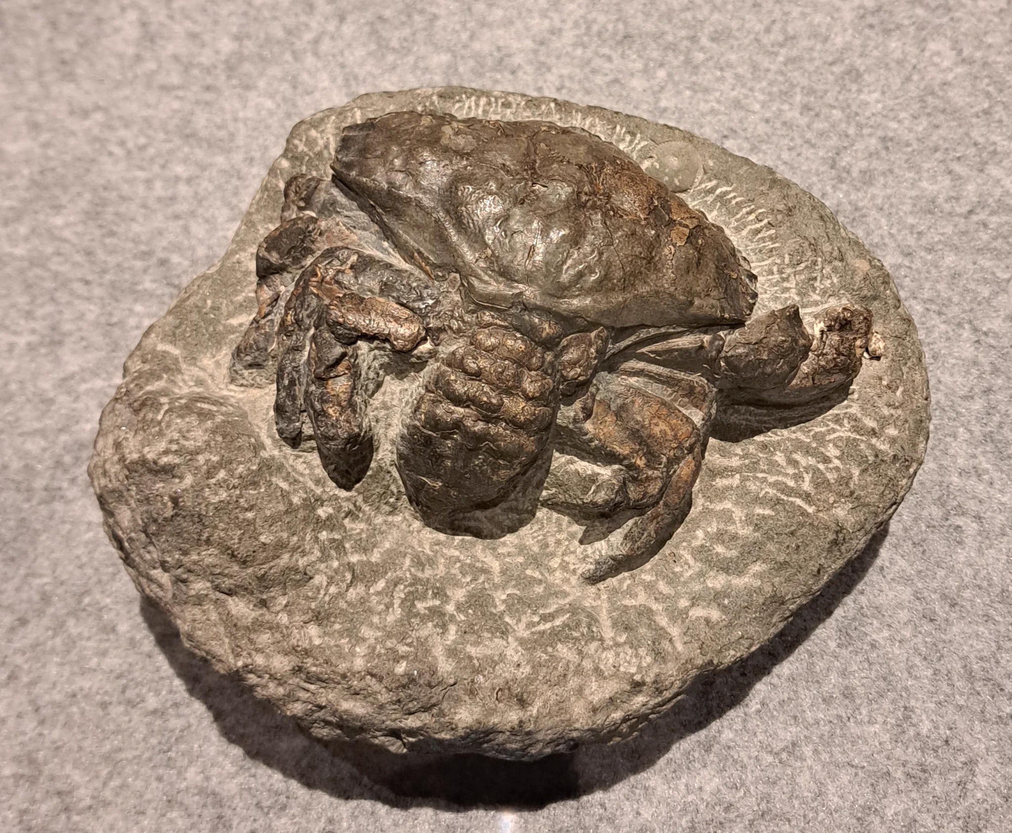 公式】べネックス恐竜博物館（長崎市恐竜博物館） on X: 