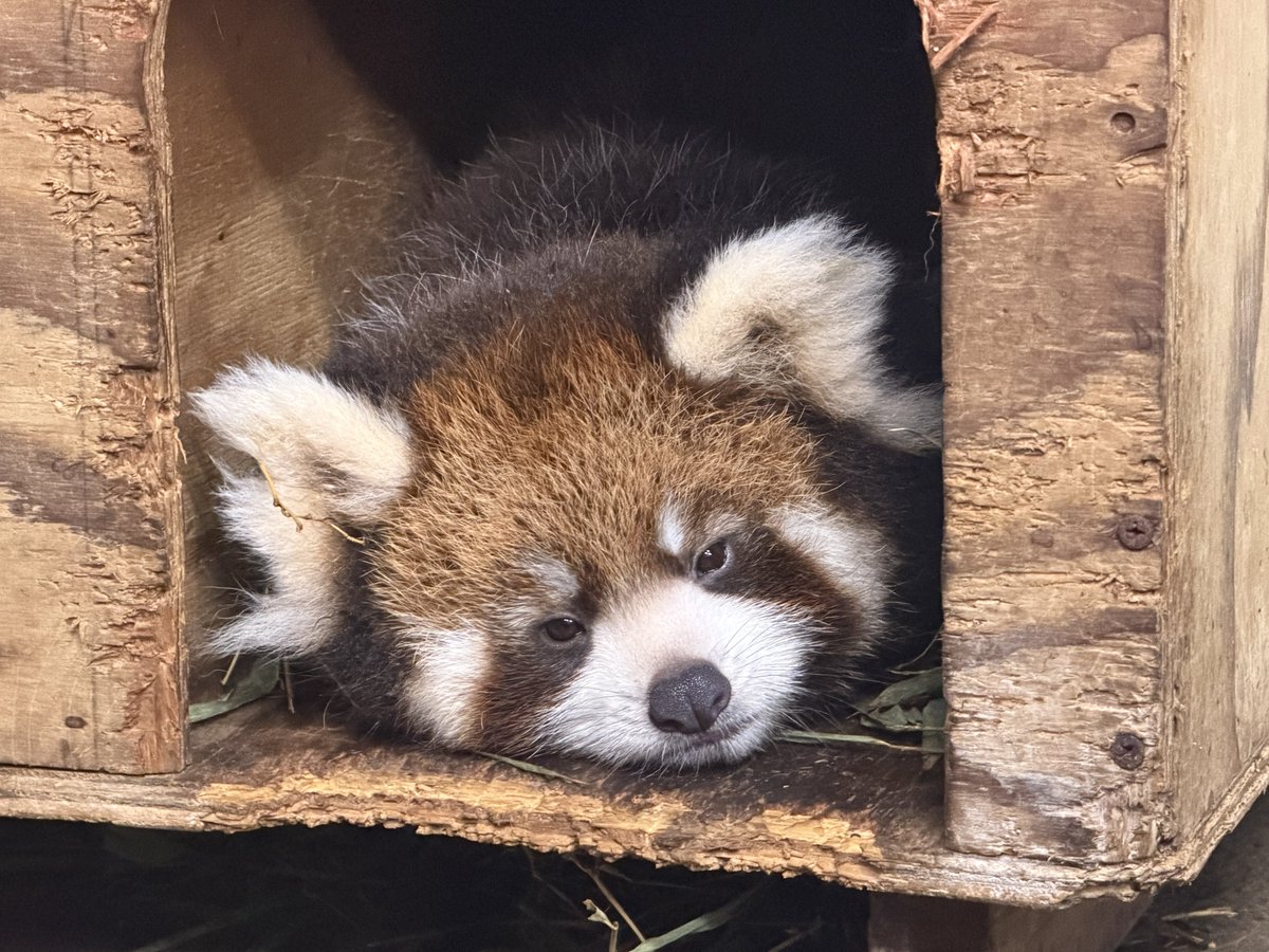 nishiyama_zoo's tweet photo. 【レッサーパンダの赤ちゃん情報】
自然哺育のかのこの仔

メスの赤ちゃんは、巣箱入り口と、巣箱を出てすぐの角がお気に入りのご様子。

冒険に出かけるようになっても、巣箱が一番安心できる場所なのかもしれません。

#鯖江市西山動物園
#レッサーパンダ
#かのこの仔メス https://t.co/54C6QhS14i