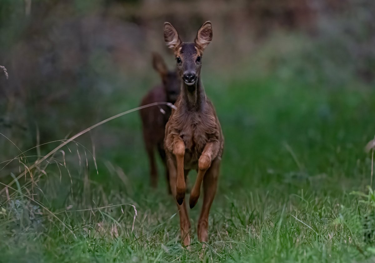 davidwinspear1's tweet photo. Two new (to me) siblings today at the South end of the woods
Now Bonnie &amp; Clyde for id. Clyde is on the right on the second image. His antler buds are just showing. Happy to report that they were very inquisitive. All these shots are uncropped. @RoeDeerDiary @BritishDeerSoc https://t.co/94N89J7SoM