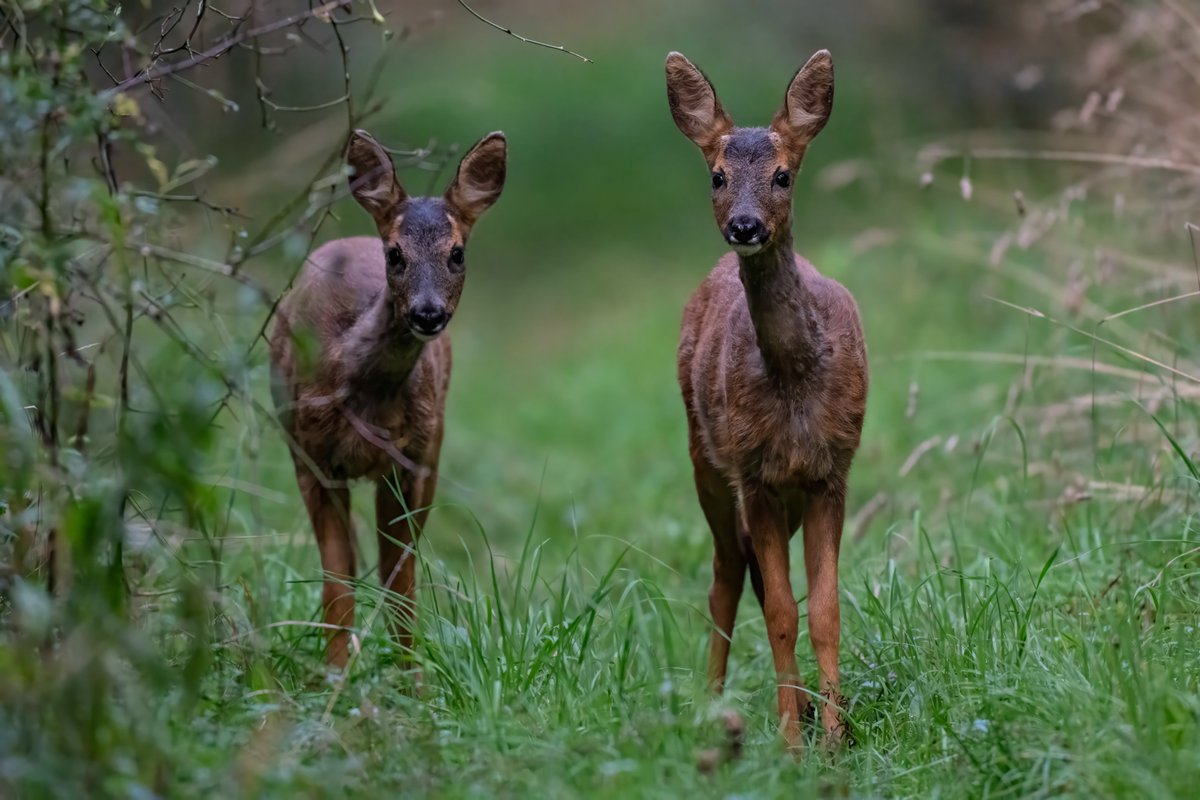 davidwinspear1's tweet photo. Two new (to me) siblings today at the South end of the woods
Now Bonnie &amp; Clyde for id. Clyde is on the right on the second image. His antler buds are just showing. Happy to report that they were very inquisitive. All these shots are uncropped. @RoeDeerDiary @BritishDeerSoc https://t.co/94N89J7SoM