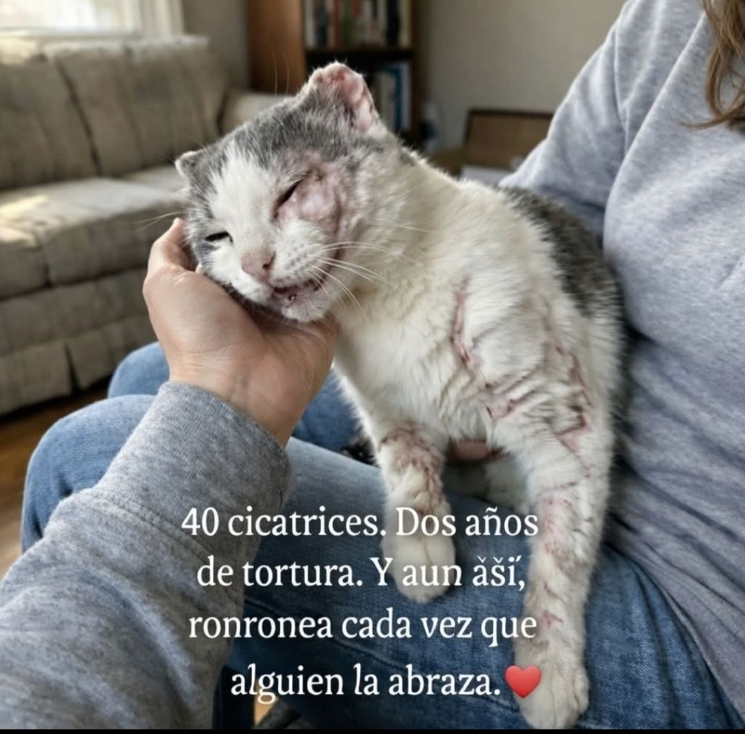 SilviaMylo's tweet photo. Durante dos años fue usada como cebo en peleas de perros 🐾💔.

No tiene orejas. No tiene cola. La mitad de su rostro quedó destruida.

Y aun así… ronronea cada vez que alguien la abraza 😿❤️.

En junio de 2023, durante una redada contra una red de peleas de perros en una zona rural del este de Texas, la policía encontró 17 perros encadenados. Pero detrás del granero, dentro de una pequeña jaula de conejos, había otra víctima: una gatita blanca y gris de cuatro años.

Sin comida. Sin agua.

El suelo cubierto de periódicos sucios desde hacía al menos dos semanas.

La habían elegido porque nunca se defendía.

La utilizaban para entrenar a los perros a atacar.

Dos años de tortura silenciosa.

Sus orejas fueron arrancadas, su cola desapareció, el lado derecho de su rostro quedó destrozado. Tres de las almohadillas de sus patas estaban destruidas y su cuerpo estaba lleno de cicatrices. Incluso tenía costillas rotas que nunca fueron tratadas 💔😿.

Y aun así…

Cuando una mano humana la toca, empieza a ronronear. Fuerte.

Como si dijera: “Todavía puedo dar amor” ❤️.

Ronronea durante las revisiones del veterinario.

Ronronea mientras curan sus heridas.

Ronronea cuando la limpian.

Incluso durante las radiografías.

Ronronea mientras se acurruca en una cama suave por primera vez en su vida.

La llamaron Lace, porque sus cicatrices parecen encaje rasgado 🕊️.

Nunca ha mostrado agresividad.

A pesar de todo, sigue confiando en los humanos.

Cada mañana se queda pegada a la mano de su familia de acogida durante veinte minutos de pura conexión.

40 cicatrices.

Dos años de tortura.

Sin orejas, sin un ojo, media cara perdida y sin cola.

Y aun así…

El sonido de su ronroneo llena cada habitación en la que entra 🐾💖.

No está rota.

Está completa.

Quizás más completa que muchos de nosotros ♥️

De la Red