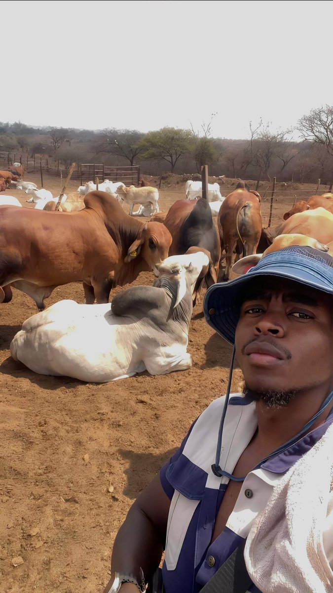 agribusinesszw's tweet photo. Farm life!

#agribusinesstalk https://t.co/yLkuaeOiOb