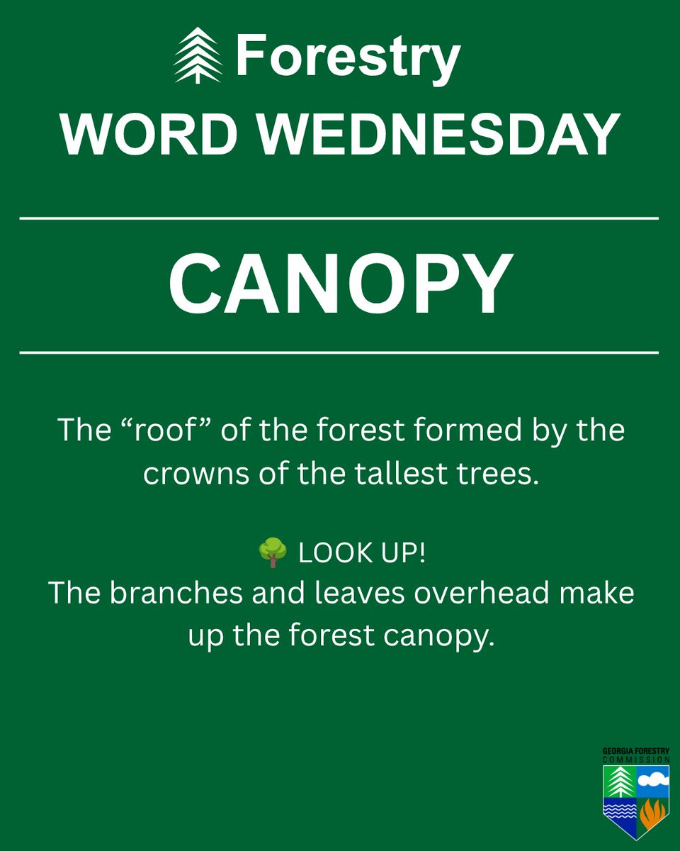 GaTrees's tweet photo. 🌲📖 #ForestryWordWednesday: CANOPY

The “roof” of the forest formed by the crowns of the tallest trees.

👀 Look up the next time you’re in the woods—the branches and leaves stretching overhead form the forest canopy.

#GeorgiaForestry #Forestry101 https://t.co/VKCiWOe9Mu
