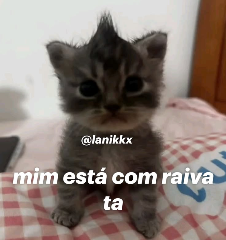 acervobichinho's tweet photo. https://t.co/RSAQmddWdU