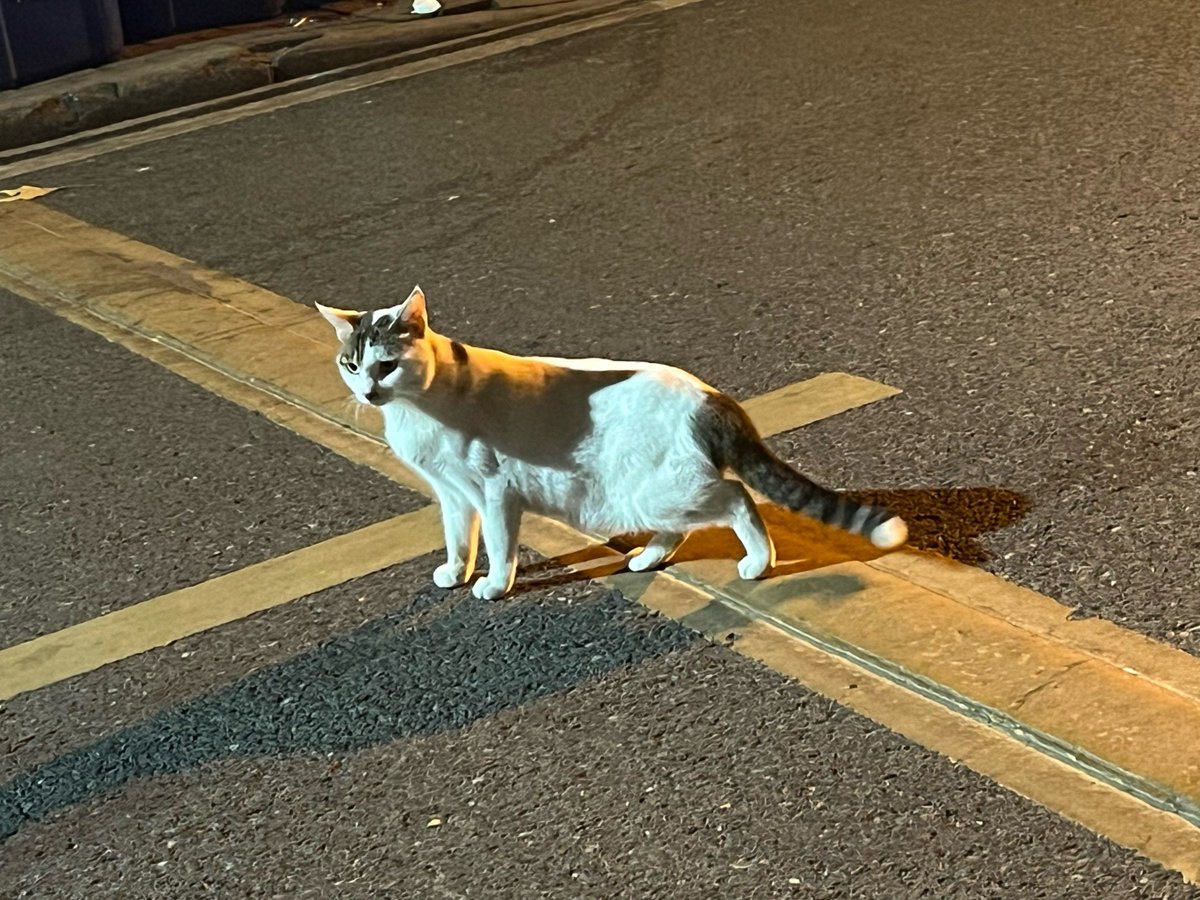 Klassic006's tweet photo. Street corner light glows as a cat pauses mid-step, quiet city magic caught on the fly.， https://t.co/YCmGQcAiCP