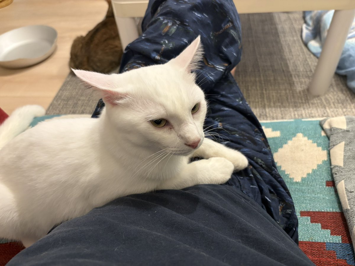 Luna_runa1's tweet photo. ここ数日
ルナとばかりイチャイチャしてたら
ウチ1番の甘えん坊が
俺にもラブラブしろ！だって

ごめんねモチ お前も大好きなんだよ〜
もう少しだけ我慢してね https://t.co/u8pnaJ5Aqw