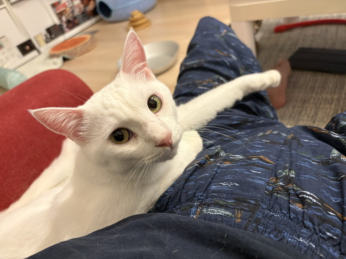 Luna_runa1's tweet photo. ここ数日
ルナとばかりイチャイチャしてたら
ウチ1番の甘えん坊が
俺にもラブラブしろ！だって

ごめんねモチ お前も大好きなんだよ〜
もう少しだけ我慢してね https://t.co/u8pnaJ5Aqw