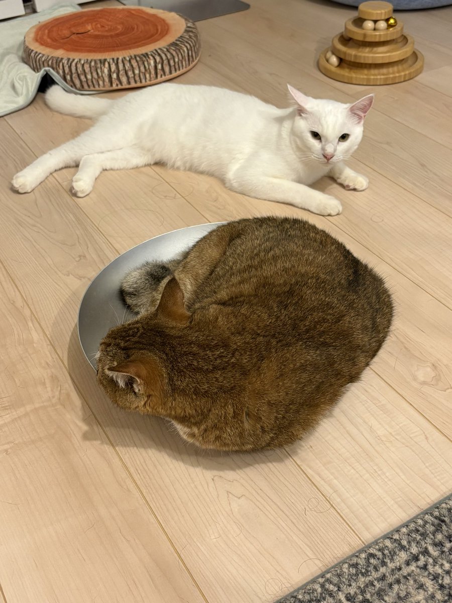 Luna_runa1's tweet photo. ここ数日
ルナとばかりイチャイチャしてたら
ウチ1番の甘えん坊が
俺にもラブラブしろ！だって

ごめんねモチ お前も大好きなんだよ〜
もう少しだけ我慢してね https://t.co/u8pnaJ5Aqw