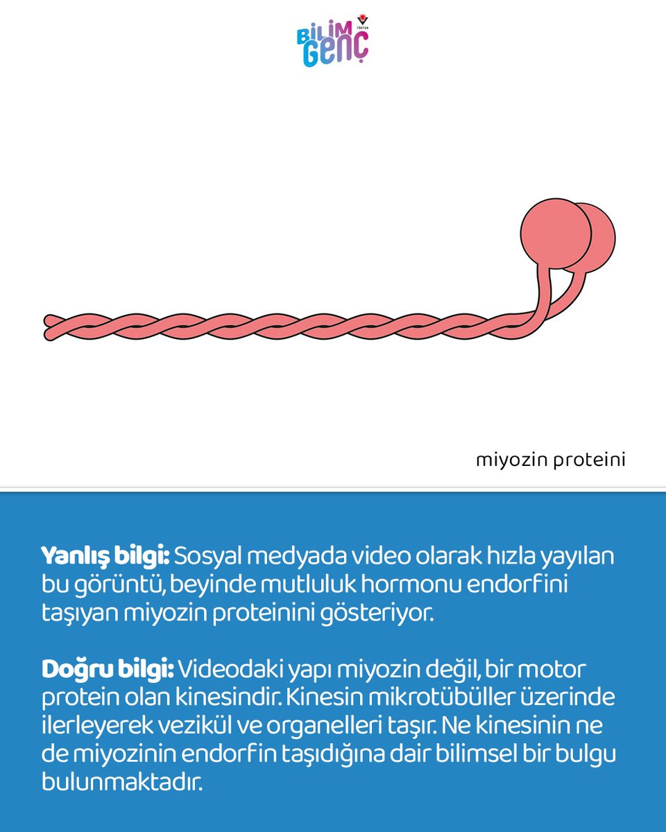 bilimgenc's tweet photo. 🧬 Sosyal medyada “mutluluk proteini” olarak viral oldu…

Kaydır 👉 Sosyal medyada yayılan bu iddianın ardındaki gerçeğe birlikte bakalım. 🔍✨

#Protein #Kinesi #Bilimİletişimi https://t.co/xfA0yOTYHN