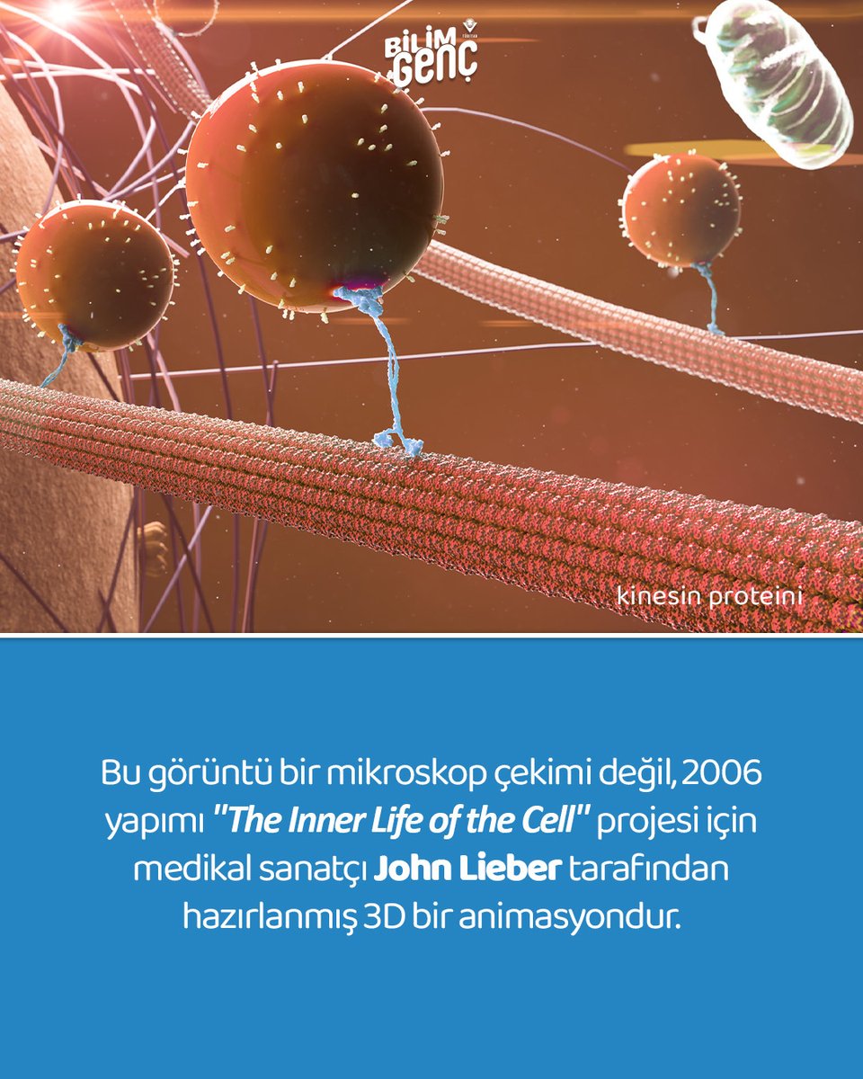bilimgenc's tweet photo. 🧬 Sosyal medyada “mutluluk proteini” olarak viral oldu…

Kaydır 👉 Sosyal medyada yayılan bu iddianın ardındaki gerçeğe birlikte bakalım. 🔍✨

#Protein #Kinesi #Bilimİletişimi https://t.co/xfA0yOTYHN